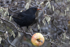 Svarttrost (Turdus merula)