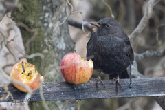 Svarttrost (Turdus merula)