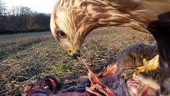 Rough-legged Buzzard (Buteo lagopus)