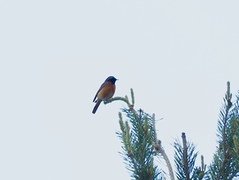 Common Redstart (Phoenicurus phoenicurus)