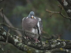 Wood Pigeon (Columba palumbus)