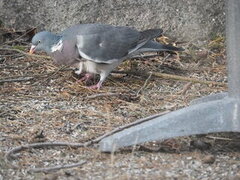 Wood Pigeon (Columba palumbus)