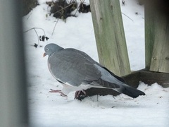 Ringdue (Columba palumbus)