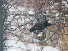 Svarttrost (Turdus merula)