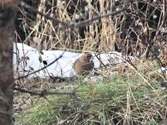 Chaffinch (Fringilla coelebs)