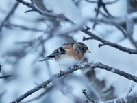 Bjørkefink (Fringilla montifringilla)