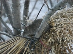 Common rat (Rattus norvegicus)
