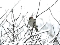 Eurasian Tree Sparrow (Passer montanus)