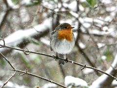 Robin (Erithacus rubecula)