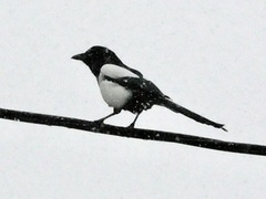 Eurasian Magpie (Pica pica)
