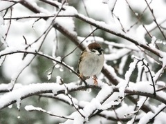 Eurasian Tree Sparrow (Passer montanus)
