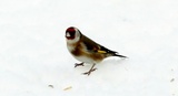 Stillits (Carduelis carduelis)