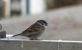 Pilfink (Passer montanus)