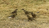 Grønnfink (Carduelis chloris)