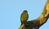 Grønnfink (Carduelis chloris)