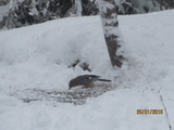 Nøtteskrike (Garrulus glandarius)