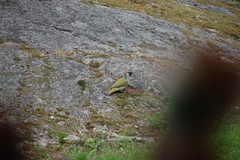 Green Woodpecker (Picus viridis)