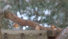 Brambling (Fringilla montifringilla)