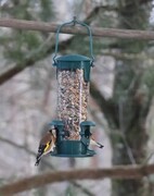 European Goldfinch (Carduelis carduelis)