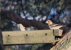 Hawfinch (Coccothraustes coccothraustes)
