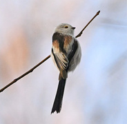 Stjertmeis (Aegithalos caudatus)