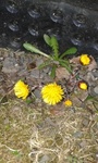 Hestehov (Tussilago farfara)