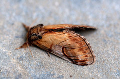 Pebble Prominent (Notodonta ziczac)