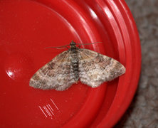Red Twin-spot Carpet (Xanthorhoe spadicearia)