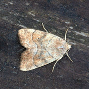 The Dun-bar (Cosmia trapezina)