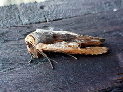 Red Sword-grass (Xylena vetusta)