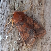Flounced Chestnut (Agrochola helvola)