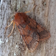 Rødt høstfly (Agrochola helvola)