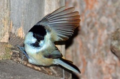 Siberian Tit (Poecile cinctus)