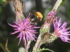 Bier og humler (Apidae)