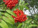 Rogn (Sorbus aucuparia)