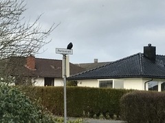 Svartkråke (Corvus corone)