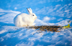 Mountain hare (Lepus timidus)