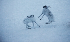 Mountain hare (Lepus timidus)