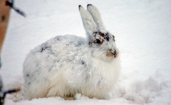 Mountain hare (Lepus timidus)