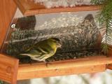 Grønnsisik (Carduelis spinus)