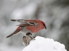Pine Grosbeak (Pinicola enucleator)