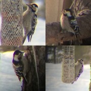 Lesser Spotted Woodpecker (Dendrocopos minor)