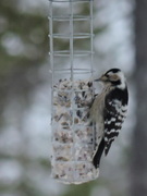 Lesser Spotted Woodpecker (Dendrocopos minor)