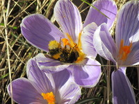 Bumble-bee (Bombus)