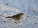 Gulspurv (Emberiza citrinella)