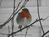 Rødstrupe (Erithacus rubecula)