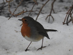 Robin (Erithacus rubecula)