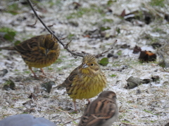 Yellowhammer (Emberiza citrinella)