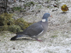 Wood Pigeon (Columba palumbus)