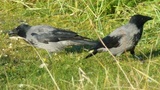 Kråke (Corvus cornix)